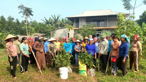 Lào Cai phấn đấu 5.000ha quế đạt tiêu chuẩn hữu cơ