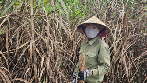 Giá cao, lãi thấp: Người trồng mía buồn!