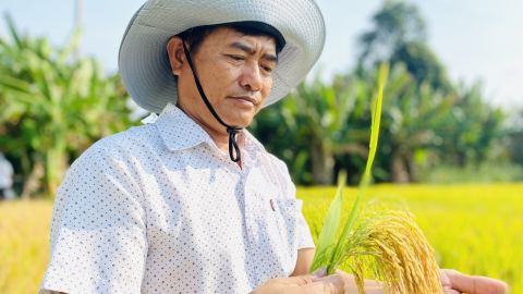 Lúa đông xuân 'ngóng chờ' thương lái