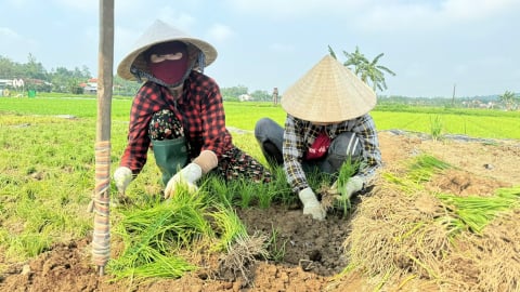 Trồng hẹ trên đất lúa, lợi nhuận tăng hàng chục lần