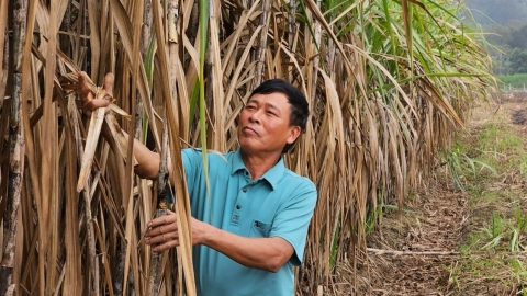 Lão nông thu tiền tỷ nhờ trồng mía trên cánh đồng mẫu lớn