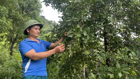 Tình trăm năm giữa cây hồi và vùng đất dốc Vân Trình