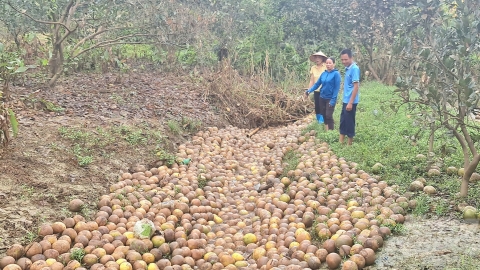 Hơn 300ha bưởi rụng quả la liệt sau bão