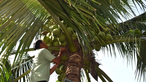 Cơ hội 'xuất ngoại' kích thích dừa uống nước ở Bình Định phát triển