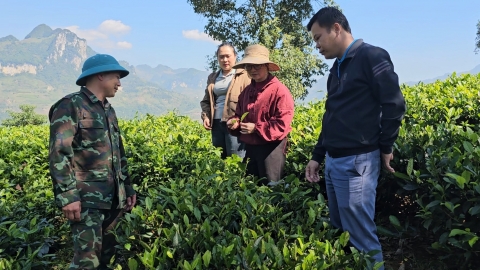 Dân rủ nhau trồng chè làm 'mồi câu' doanh nghiệp chế biến