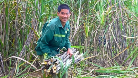 Sơn La 'thông đường' cho cây mía Hủa Phăn