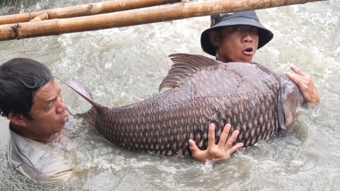 Hơn 3 tấn 'thủy quái sông Mê Kông' sẵn sàng phục vụ thị trường Tết