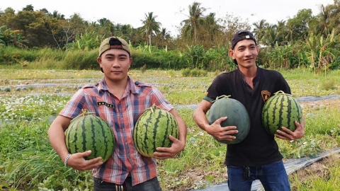 Cánh đồng vun trồng 'vận đỏ' đầu năm