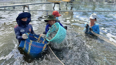 Tôm giống bố mẹ vẫn phụ thuộc vào nguồn nhập khẩu