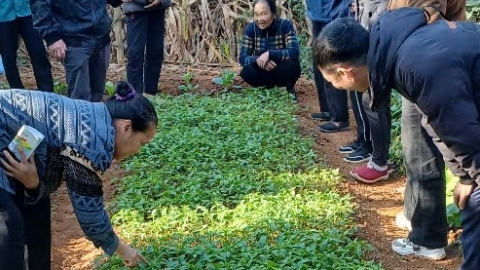 Lạng Sơn: Hỗ trợ chuyển đổi cây thuốc lá sang trồng ớt