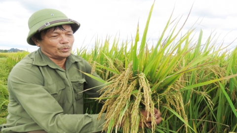 Những hạt giống từ trên trời rơi xuống cánh đồng 'không dấu chân'