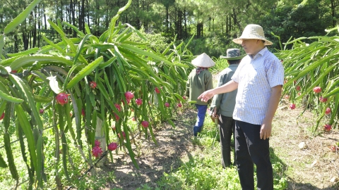 Trồng thanh long theo hướng hữu cơ thu hoạch gần 50 tấn/năm