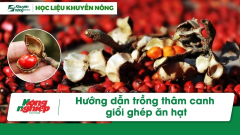 Trồng thâm canh giổi ăn hạt