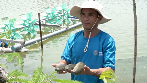 Nuôi hải sâm cho ăn phù du, bã hữu cơ, mỗi năm thu hàng trăm triệu