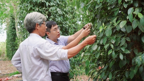 Tiêu hữu cơ Lâm San sang châu Âu