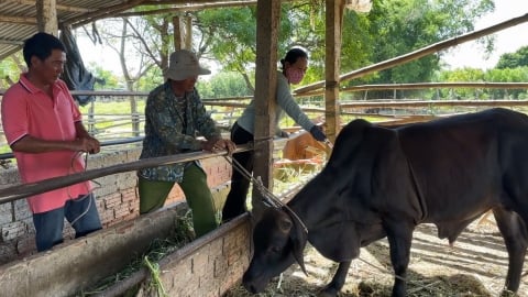 Tỷ lệ tiêm phòng đàn vật nuôi ở Điện Bàn đạt trên 80%