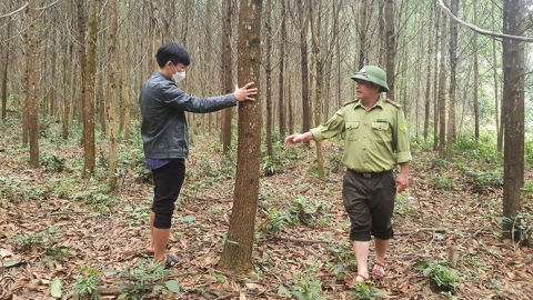 Xã nghèo làm giàu từ 4.500ha rừng FSC