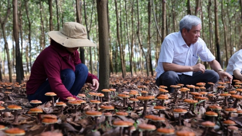 Trồng nấm linh chi dưới tán rừng cho thu nhập cao