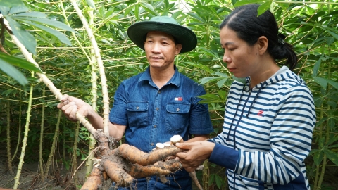 Giống sắn mới kháng khảm lá, hợp với vùng bán ngập