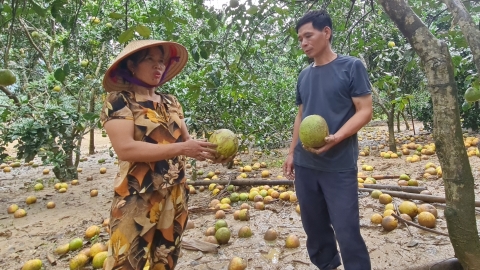 Cứu hàng trăm ha bưởi đặc sản đạt tiêu chuẩn xuất khẩu