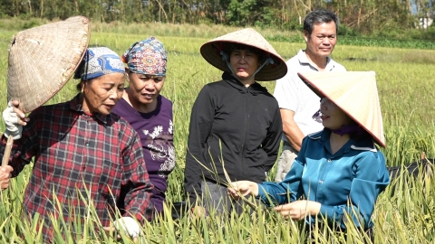 Học IPM, nông dân Hải Hà giảm phun thuốc một nửa, phân bón 10%