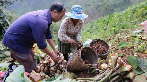 Trạm Tấu trồng củ đặc sản ước đạt giá trị trên 200 tỷ đồng