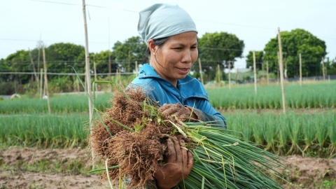 Dùng phân hữu cơ, thuốc trừ sâu sinh học trong canh tác hành lá