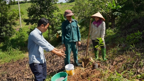 Nông dân Hòa Bình gieo mầm tương lai với cây vù hương