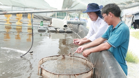 Nuôi tôm bền vững phải liên kết, manh mún không mang lại hiệu quả