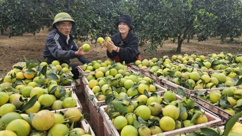 Trồng 8ha cam, tiêu theo hướng hữu cơ, mỗi năm thu về hơn 2 tỷ đồng