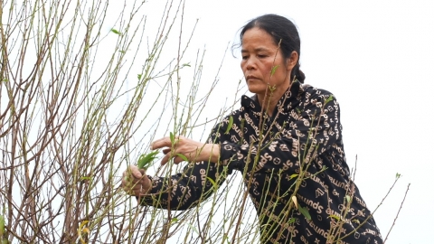 Nông dân trồng đào tất bật ngắt lá 'chờ' nở hoa đón Tết