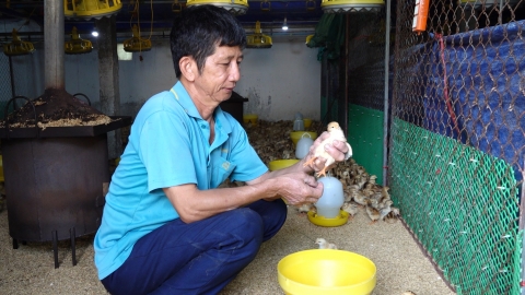 Lão nông cho gà ăn chè xanh, trên đệm lót sinh học để tăng miễn dịch