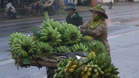 Nông dân ghim hàng chờ Tết, giá chuối mật mốc tăng cao