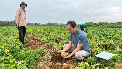 Trồng khoai tây trên đất pha cát, sau 3 tháng nông dân lãi 80 triệu đồng/ha