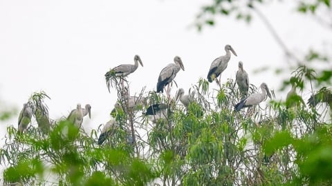 Hàng nghìn con cò về trú ngụ dưới chân núi Hồng