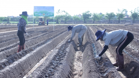 Hợp tác thay đổi diện mạo sản xuất khoai tây các tỉnh phía Bắc