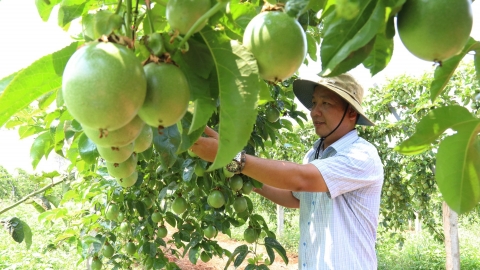 Trang trại chanh leo hướng hữu cơ xanh mướt giữa cao điểm khô hạn