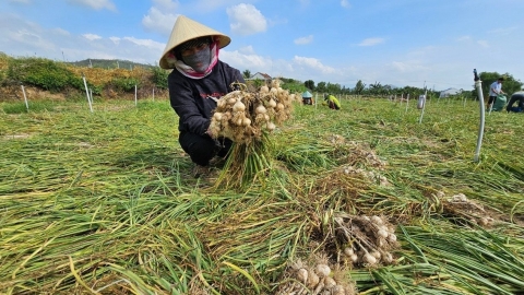 Tỏi Khánh Hòa chật vật khâu tiêu thụ