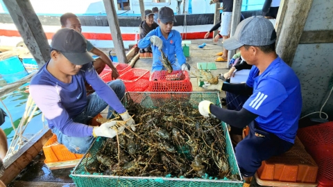 Tôm hùm cỡ lớn khó tiêu thụ, người nuôi lỗ nặng