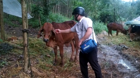 Phú Yên: 85% trâu, bò đã tiêm vacxin lở mồm long móng