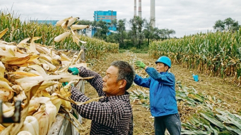 Chỉnh sửa gen giúp tăng đáng kể năng suất ngô, lúa