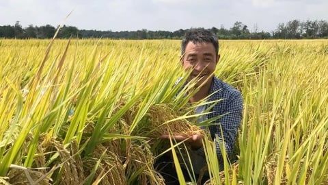 Philippines ưa chuộng gạo OM5451 và Đài Thơm 8 của Việt Nam