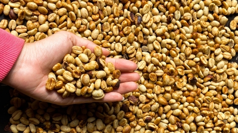 Giá cà phê Robusta cao hơn Arabia - điều chưa từng thấy