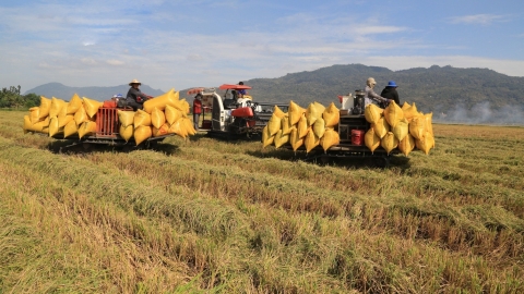 Huy động mọi nguồn lực để tạo cuộc cách mạng cho ngành hàng lúa gạo