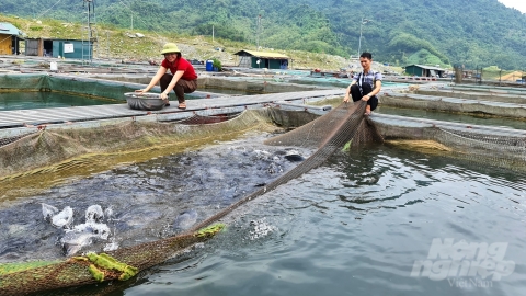 Mưu sinh trên lòng hồ hùng vĩ: [Bài 4] Khai thác tiềm năng, phát triển bền vững