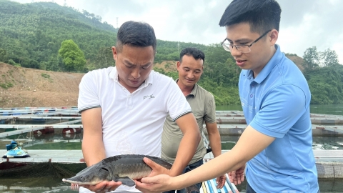 Mưu sinh trên lòng hồ hùng vĩ: [Bài 3] Những ông chủ lớn của lòng hồ