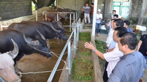 Nâng giá trị đàn đại gia súc: Nhìn từ HTX 200 trâu, bò ở Chiêm Hóa