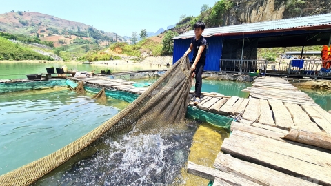 Người nuôi nhiều cá đặc sản nhất Mèo Vạc