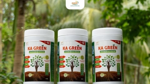 KA GREEN - Phân bón sinh học thế hệ mới từ Tập đoàn nông nghiệp KAGRI