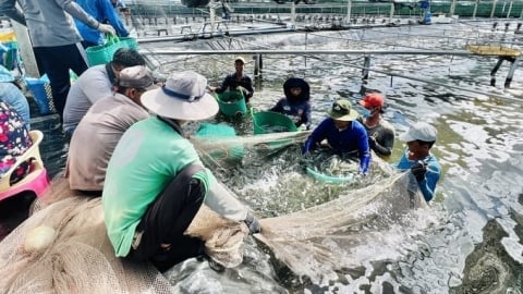 Việt Nam hướng đến xuất khẩu tôm hùm chính ngạch